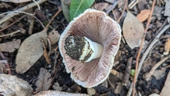 Agaricus