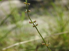 Haloragis heterophylla