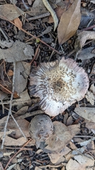 Agaricus
