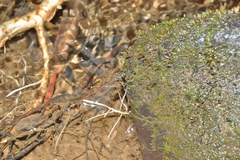 Eoargiolestes ochraceus