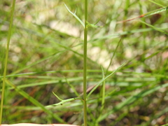 Haloragis heterophylla