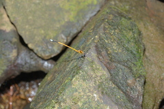 Eoargiolestes ochraceus