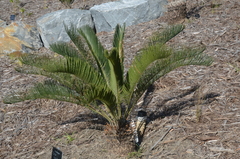 Cycas platyphylla