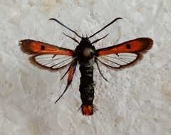 Chamaesphecia chalciformis