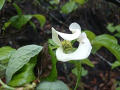 Cornus florida urbiniana