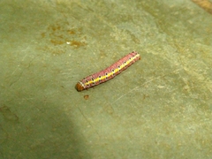 Argyrosticta decumana