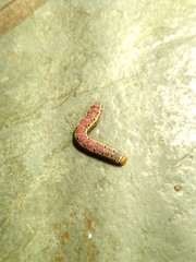 Argyrosticta decumana
