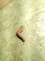 Argyrosticta decumana