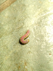 Argyrosticta decumana