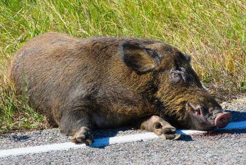 Wild Boar photographed in Louisiana