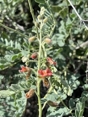 Pomaria burchellii burchellii