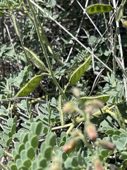 Pomaria burchellii burchellii