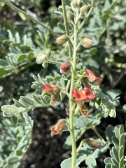 Pomaria burchellii burchellii