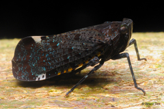 Penthicodes quadrimaculatus