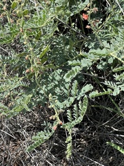 Pomaria burchellii burchellii