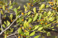 Erythroxylum australe