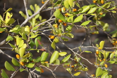 Erythroxylum australe