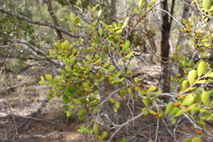 Erythroxylum australe