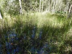 Machaerina articulata