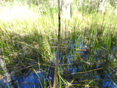 Machaerina articulata