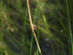 Chorizandra cymbaria