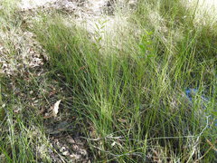 Chorizandra cymbaria