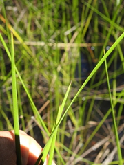 Machaerina rubiginosa