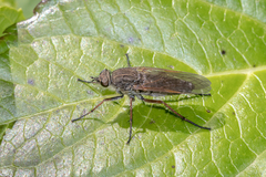 Anabarhynchus montanus