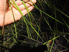 Machaerina rubiginosa