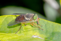 Scaptia abdominalis