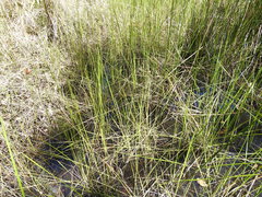 Machaerina rubiginosa