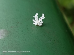 Ricania speculum