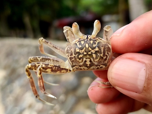 Ocypode kuhlii