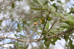Erythroxylum australe