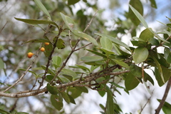 Erythroxylum australe