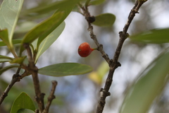 Erythroxylum australe