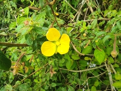 Ludwigia octovalvis image