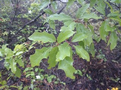 Quercus canbyi