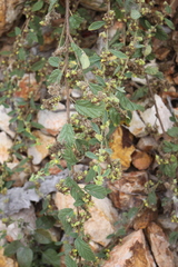 Malvastrum americanum