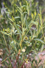 Dodonaea lanceolata