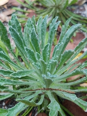 Chrysopsis linearifolia var. linearifolia image
