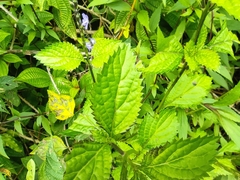 Stachytarpheta urticifolia