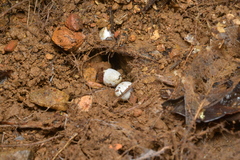 Lioscincus steindachneri