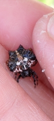 Thelacantha brevispina