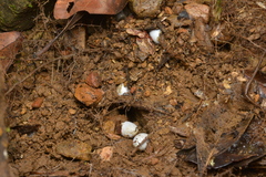 Lioscincus steindachneri