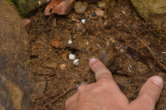 Lioscincus steindachneri