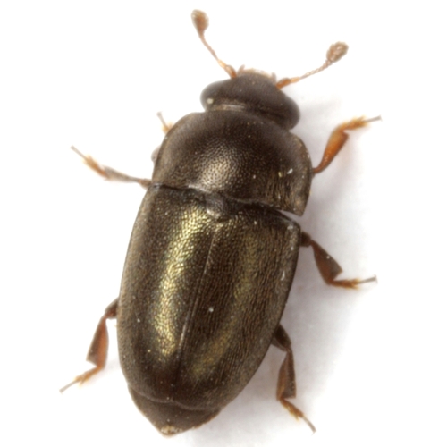 Bronze Sap Beetle