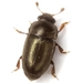 Common Pollen Beetle - Photo (c) Mike Quinn, Austin, TX, some rights reserved (CC BY-NC), uploaded by Mike Quinn, Austin, TX