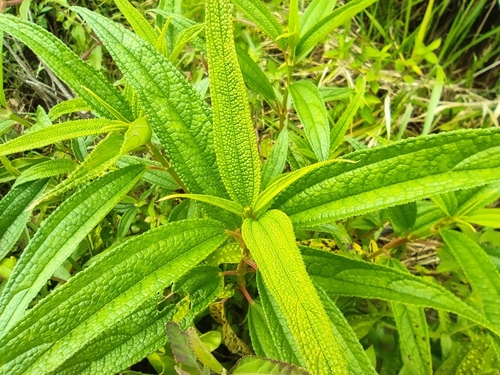 Boehmeria penduliflora (Boehmeria penduliflora)