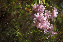 Rhododendron macrosepalum